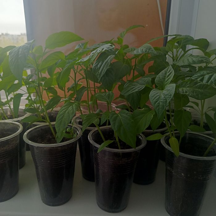 Рассада сладкий перец