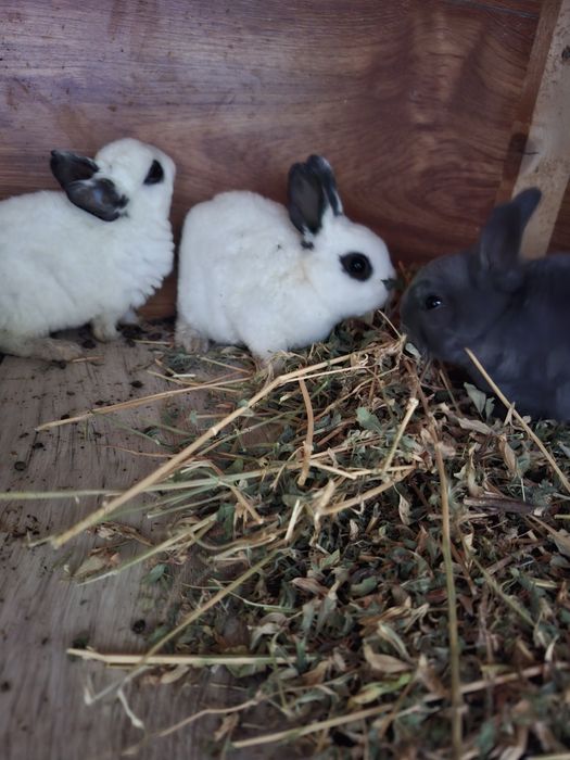 Iepurași drăgălași