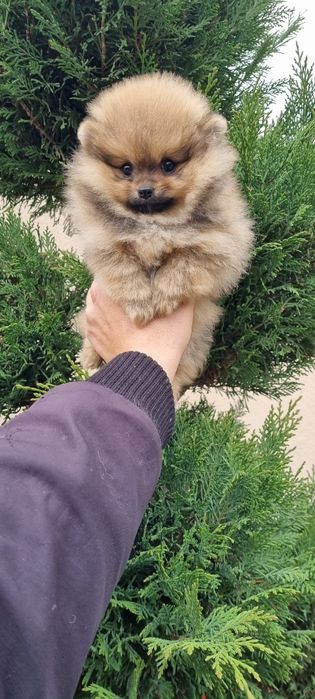 Поверан померанче