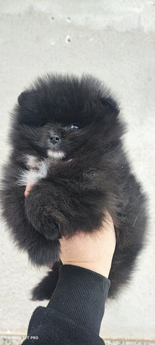 Померан,померанче