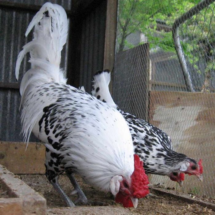 Gamburg tovuq tuxumlari sotiladi 15 000 ming so‘mdan