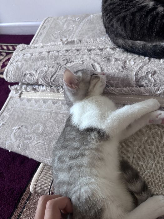 Одтадим в хорший рукий