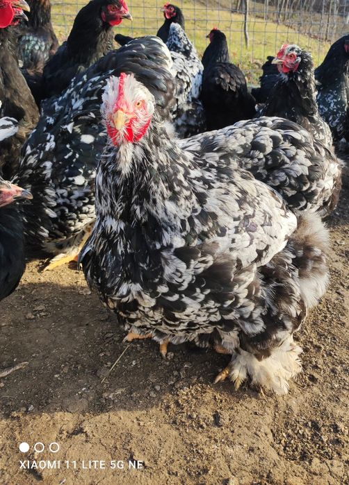 Vând oua cochinchina uriaș bobat