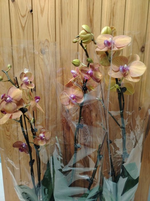 Орхидея! Орхидея!