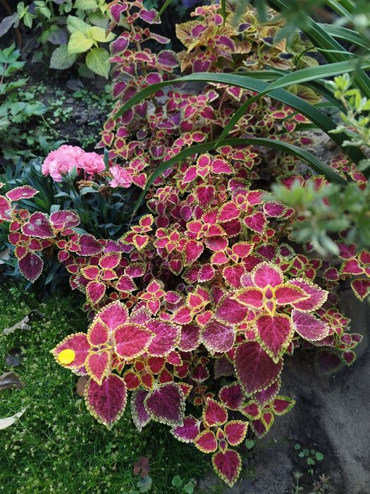 Колеус, крапивка/комнатные растения