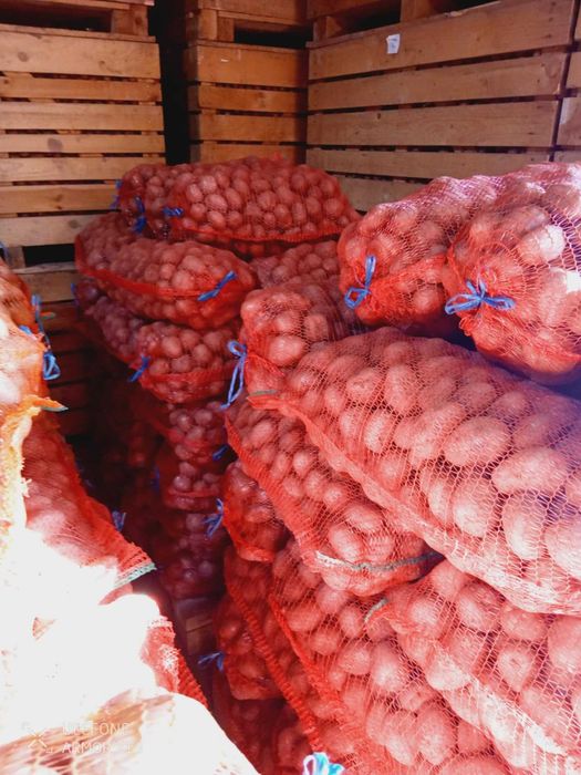 Cartofi alb si rosu consum