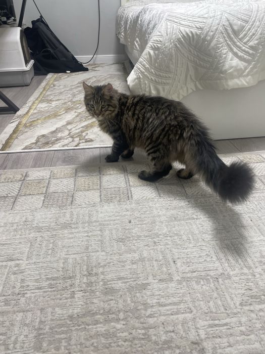 Котята мейн куна 100к