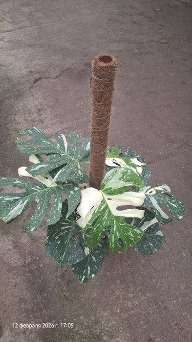 Xona o'simliklari Yashil Zamin