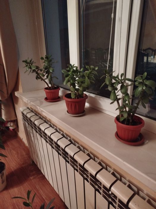 Фикусы, олеандры , денежный