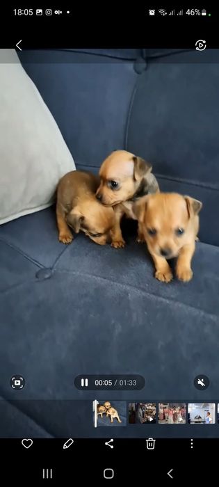 Продам той терьера