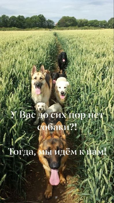 Отдадим даром домашнюю собаку