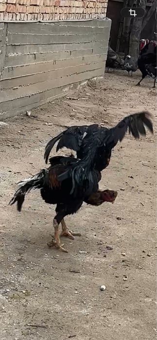 Дакан июльский ганой микс