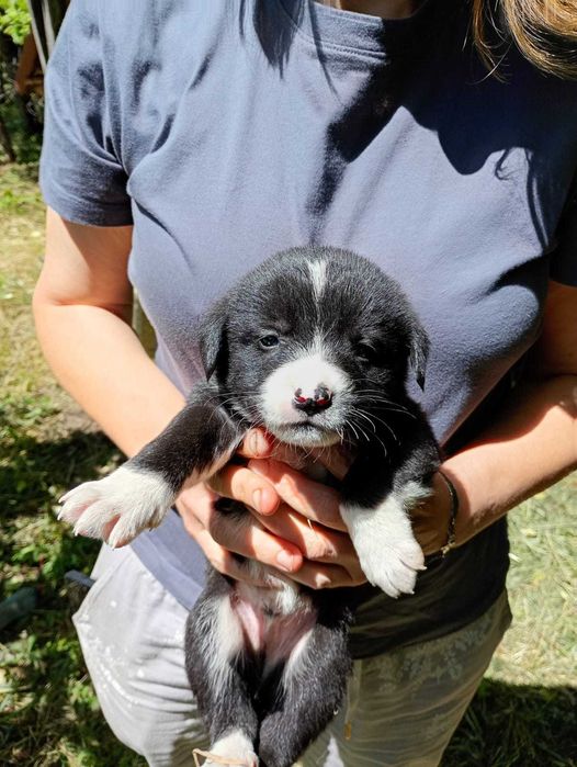 Ofer spre adoptie catei 2 luni, talie medie, oriunde in tara.