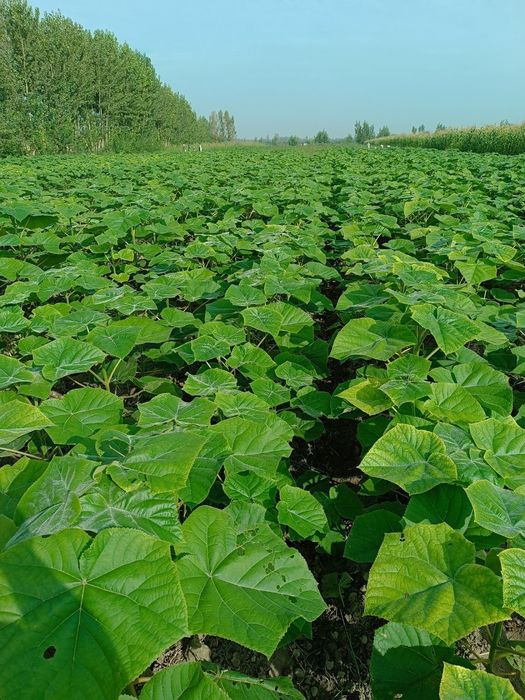 Pavloniya nixolllari sotiladi Juda arzon narxlarda