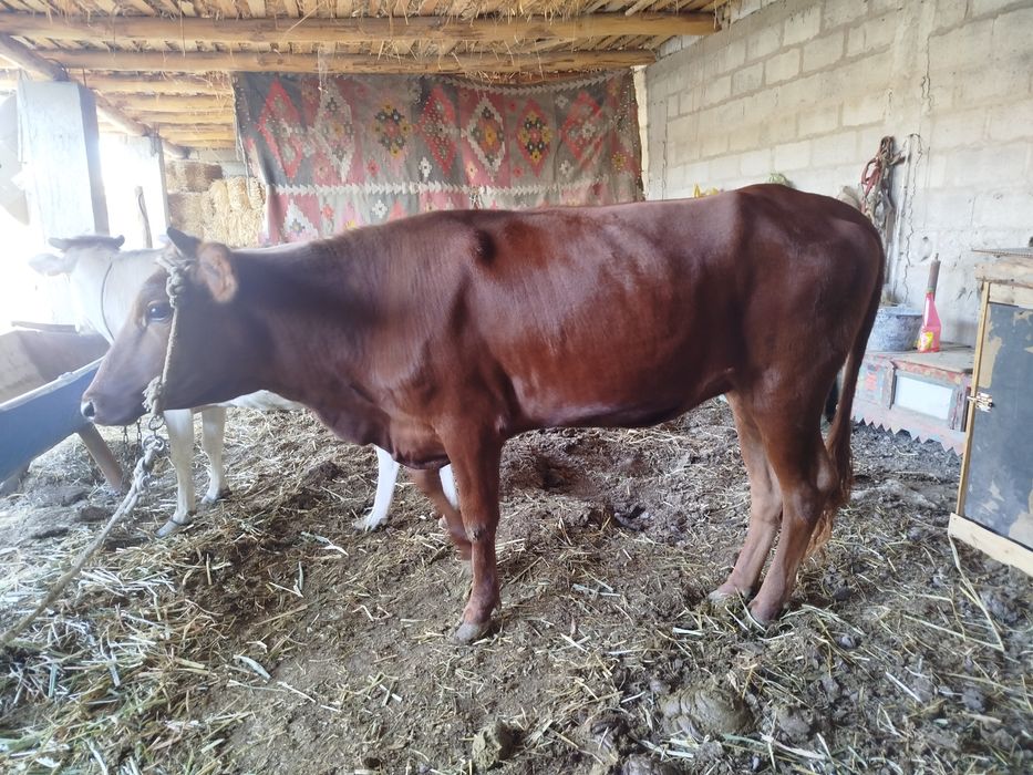 Elena Korikovaning eng yaxshi porno fotosuratlarini koring