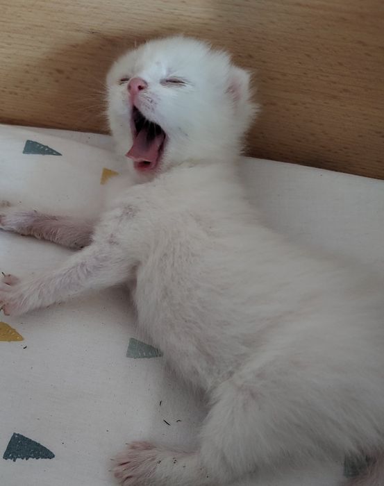 Бели котенца, търсят дом
