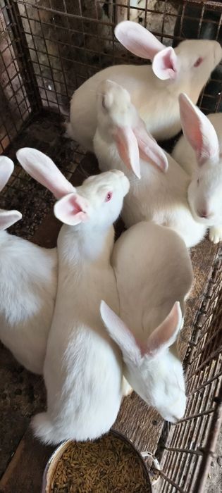 Зайци Цика мъжки и женски