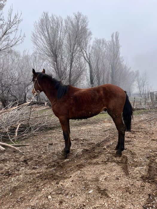 Жылқы Тай сатылады