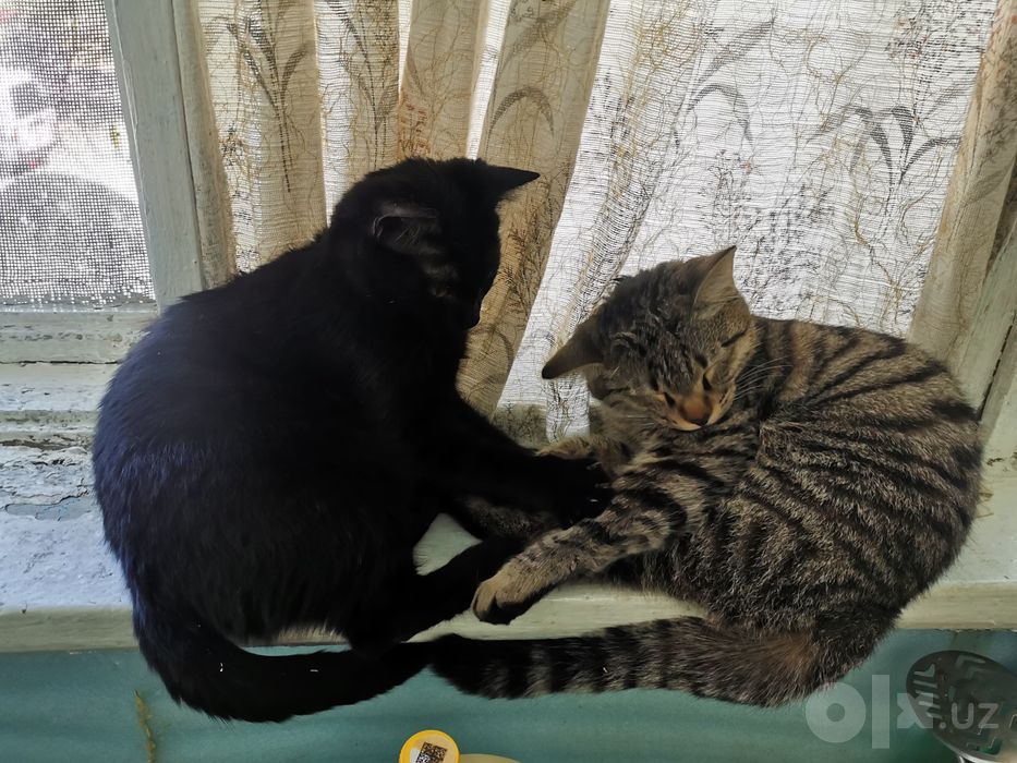 Отдадим Котят Бесплатно Bepul mushukchalar mavjud