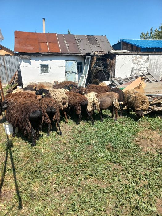 Продам баран на құрбан айт