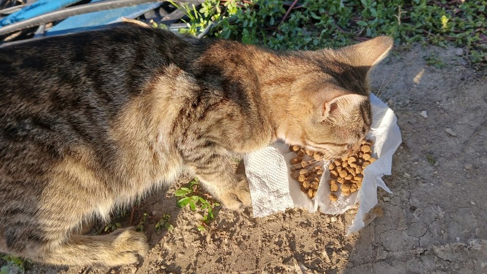 Подарявам мъжки котенца