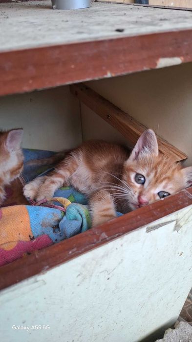 Подарявам котета