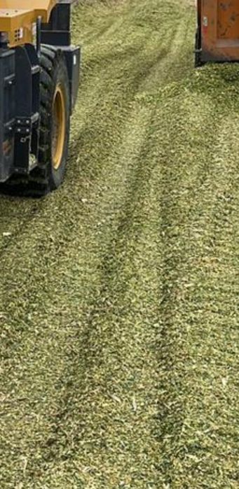 Продам силос не дорого