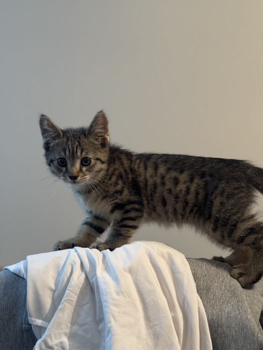 Котик, домашний, 2 месяца
