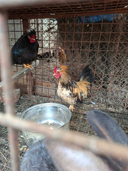 Продавам кокошки и петли