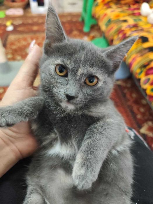 Пристраивается замечательная девочка мраморная - трехцветка