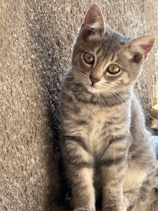 Шотландские вислоухие котята