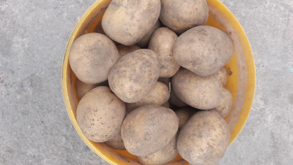 Картошка домашняя.