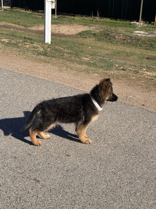 Немецкая овчарка