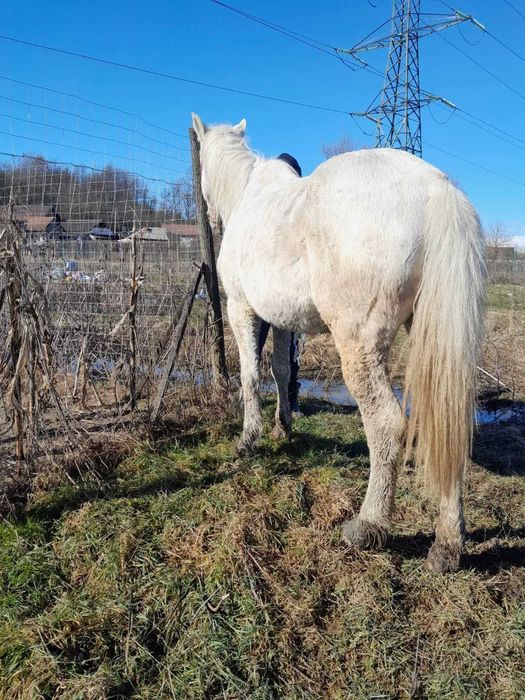 Iapă de vânzare preț fix