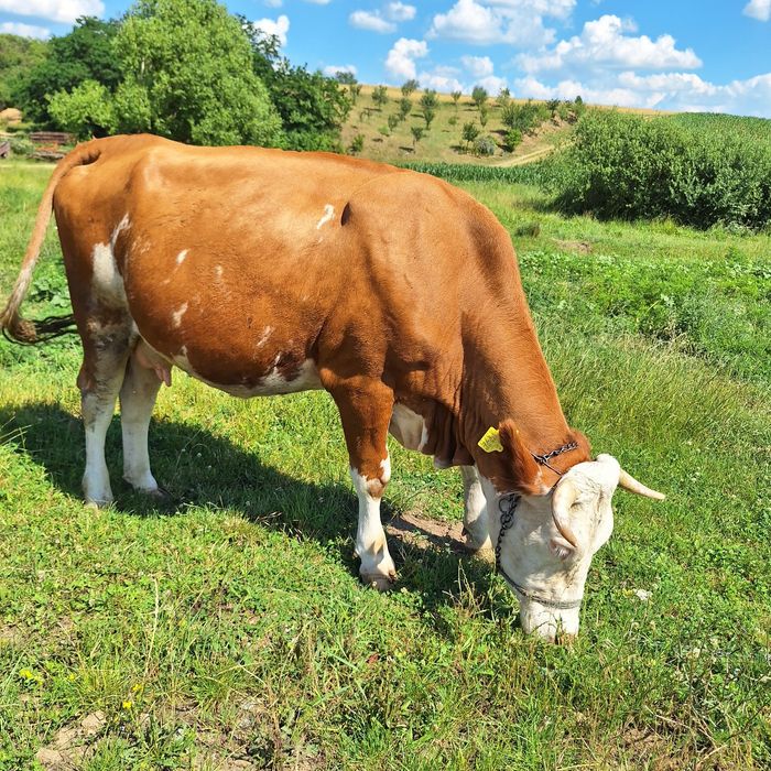 Vaca de vanzare gestanta în 9 luni
