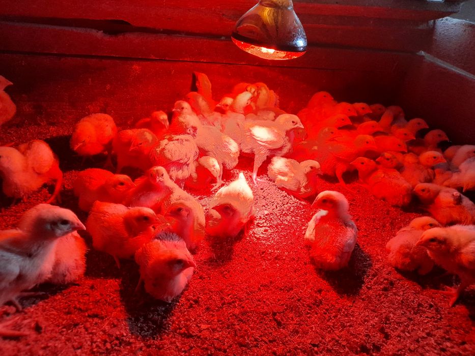 Pui de carne si rasa mixta