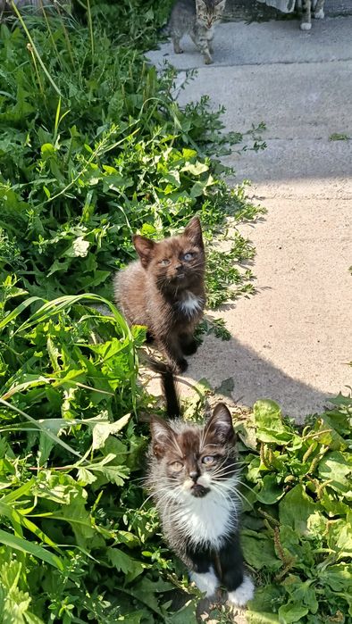 Отдам котят, в очень добрые руки.