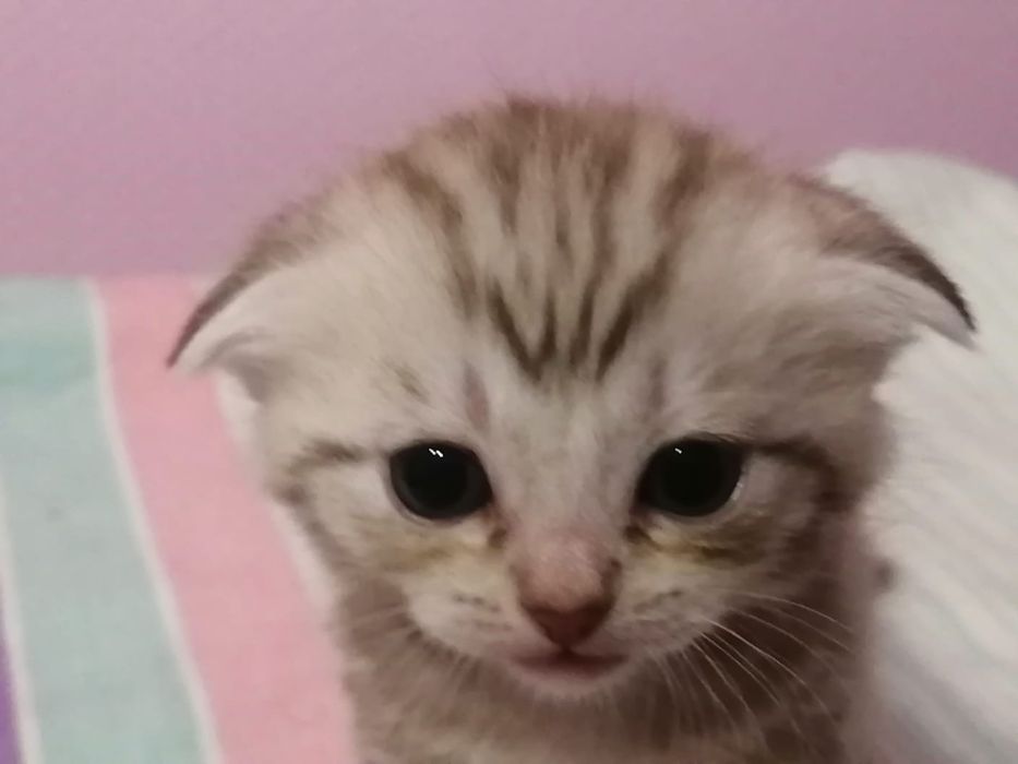 Продам шикарных шотландских котят
