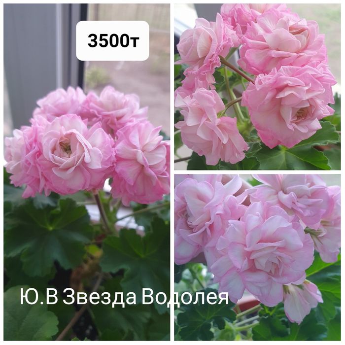 Сортовые пеларгонии