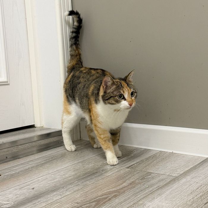 Шикарная кошечка Варя!