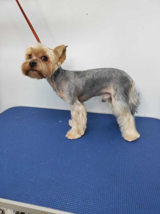 Стрижки животных