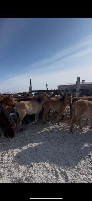 Продаю жабагы 100 бас