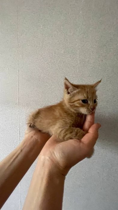 Котята отдам в заботливые руки, остались 2 девочки и 1 мальчик