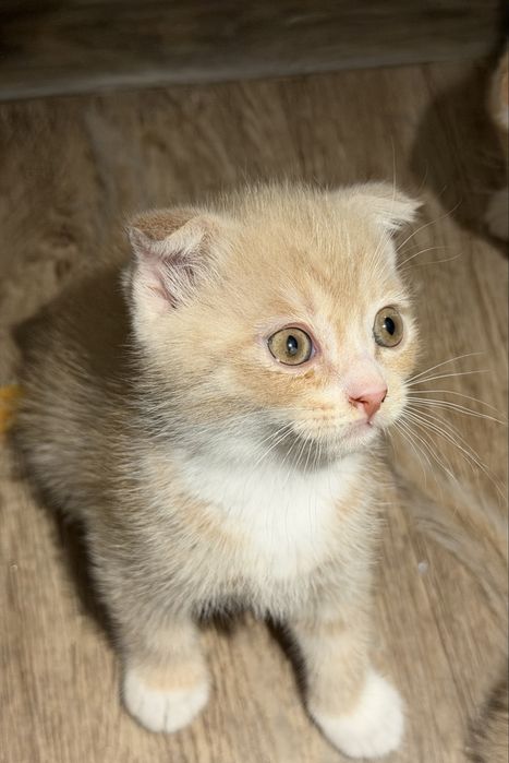 Шотландская вислоухая  (скоттиш-фолд)