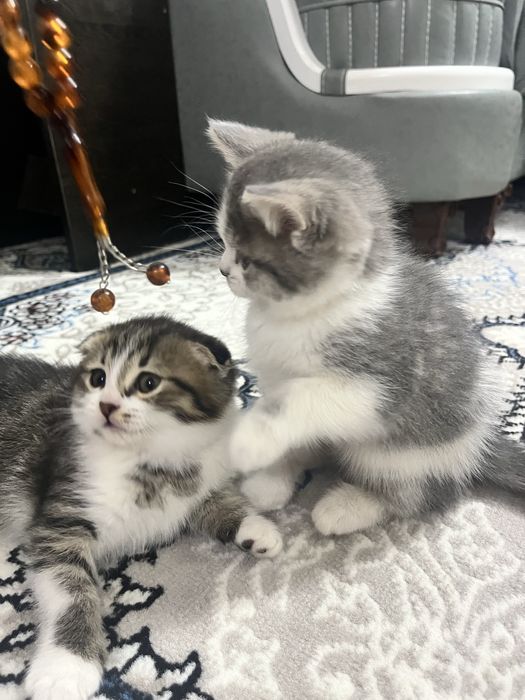 Скотиш фолд кошка. 2 ойлик самка хоразмда