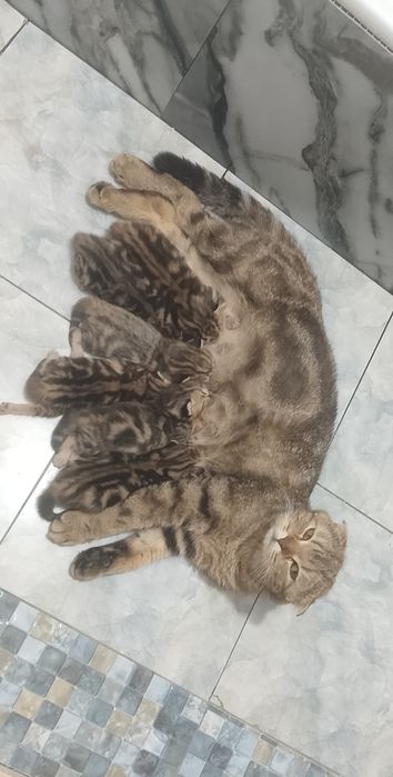 Продается бенгальская вислоухая Кошка с котятами