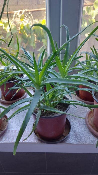 Алоэ лекарственное