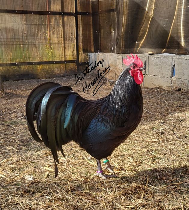 Oua pentru incubat Australorp Negru si Albastru