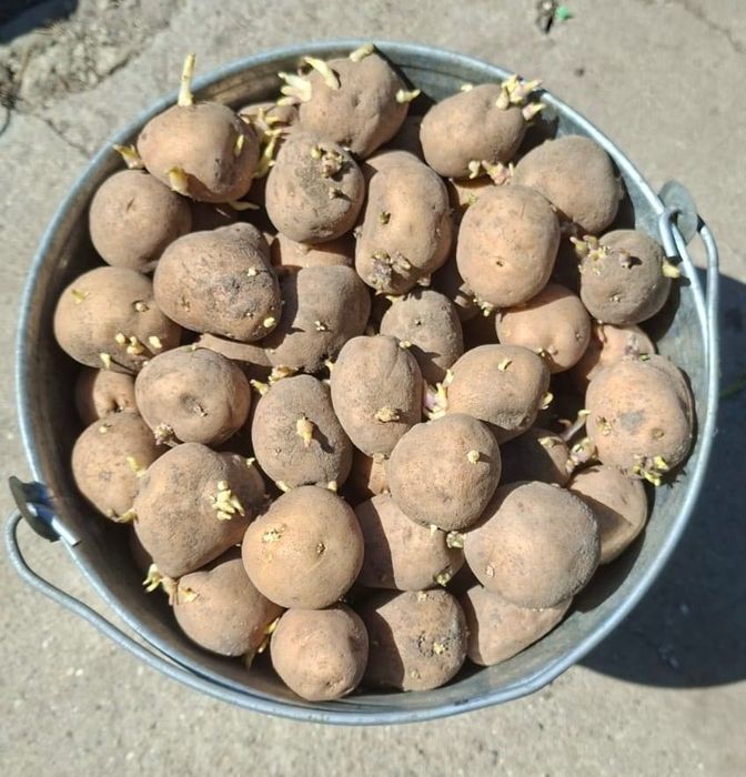 Продам семенной картофель домашний