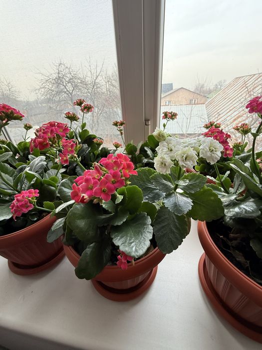 цветы продам малочай, каланхое, примула